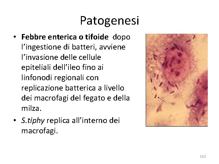 Patogenesi • Febbre enterica o tifoide dopo l’ingestione di batteri, avviene l’invasione delle cellule Patogenesi • Febbre enterica o tifoide dopo l’ingestione di batteri, avviene l’invasione delle cellule