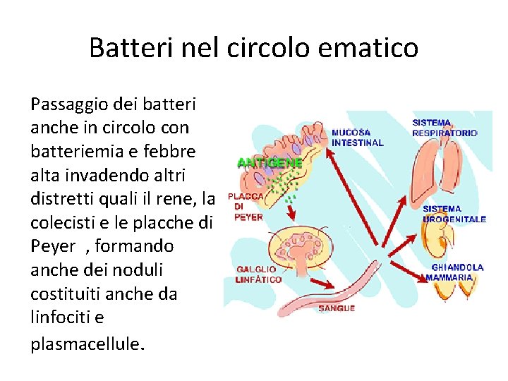 Batteri nel circolo ematico Passaggio dei batteri anche in circolo con batteriemia e febbre Batteri nel circolo ematico Passaggio dei batteri anche in circolo con batteriemia e febbre