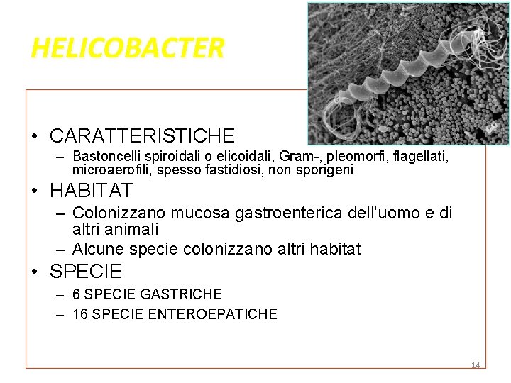 HELICOBACTER • CARATTERISTICHE – Bastoncelli spiroidali o elicoidali, Gram-, pleomorfi, flagellati, microaerofili, spesso fastidiosi, HELICOBACTER • CARATTERISTICHE – Bastoncelli spiroidali o elicoidali, Gram-, pleomorfi, flagellati, microaerofili, spesso fastidiosi,