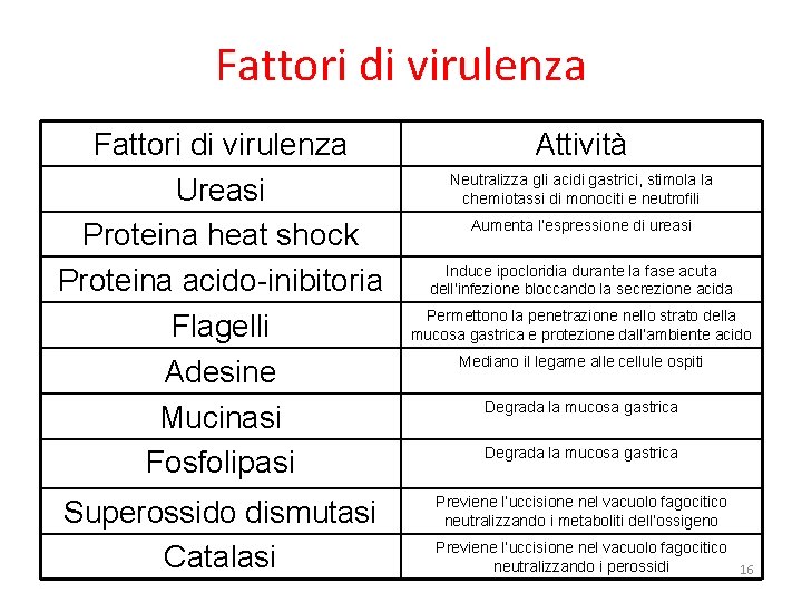 Fattori di virulenza Ureasi Proteina heat shock Proteina acido-inibitoria Flagelli Adesine Mucinasi Fosfolipasi Superossido Fattori di virulenza Ureasi Proteina heat shock Proteina acido-inibitoria Flagelli Adesine Mucinasi Fosfolipasi Superossido