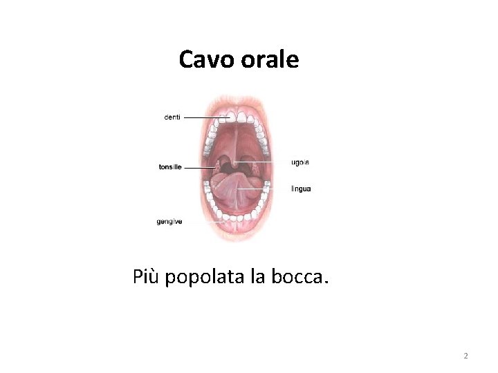 Cavo orale Più popolata la bocca. 2 Cavo orale Più popolata la bocca. 2