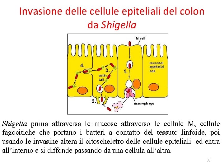 Invasione delle cellule epiteliali del colon da Shigella prima attraversa le mucose attraverso le Invasione delle cellule epiteliali del colon da Shigella prima attraversa le mucose attraverso le