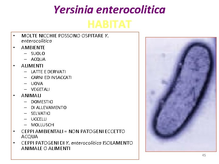 Yersinia enterocolitica HABITAT • • MOLTE NICCHIE POSSONO OSPITARE Y. enterocolitica AMBIENTE – SUOLO Yersinia enterocolitica HABITAT • • MOLTE NICCHIE POSSONO OSPITARE Y. enterocolitica AMBIENTE – SUOLO