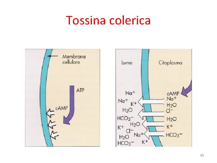 Tossina colerica 55 Tossina colerica 55