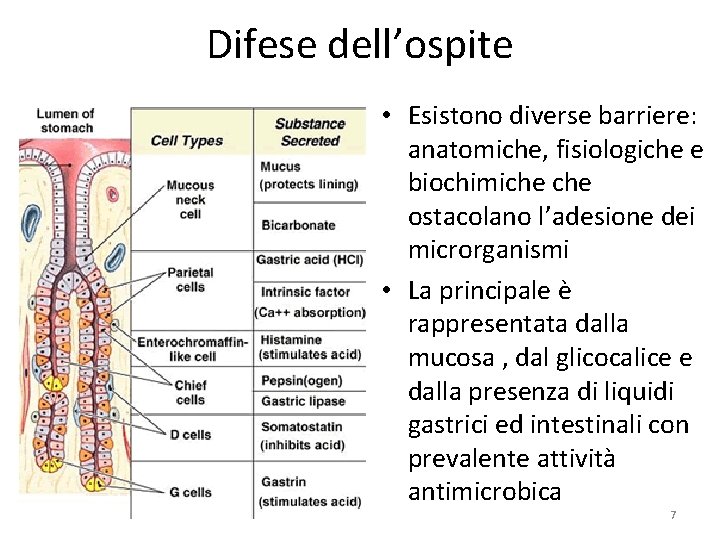 Difese dell’ospite • Esistono diverse barriere: anatomiche, fisiologiche e biochimiche ostacolano l’adesione dei microrganismi Difese dell’ospite • Esistono diverse barriere: anatomiche, fisiologiche e biochimiche ostacolano l’adesione dei microrganismi