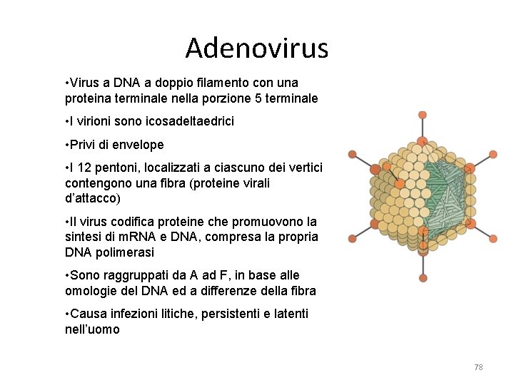Adenovirus • Virus a DNA a doppio filamento con una proteina terminale nella porzione Adenovirus • Virus a DNA a doppio filamento con una proteina terminale nella porzione