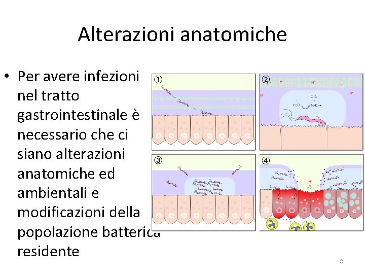 Alterazioni anatomiche • Per avere infezioni nel tratto gastrointestinale è necessario che ci siano Alterazioni anatomiche • Per avere infezioni nel tratto gastrointestinale è necessario che ci siano