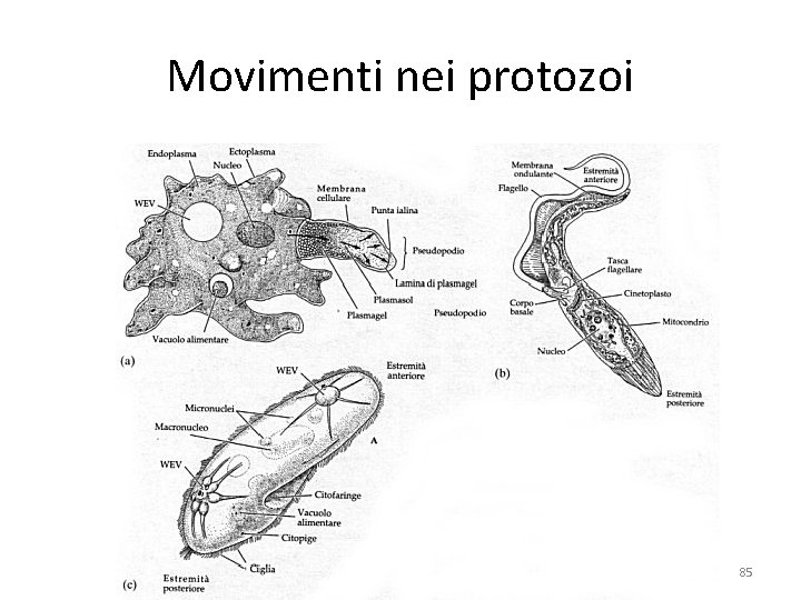 Movimenti nei protozoi 85 Movimenti nei protozoi 85