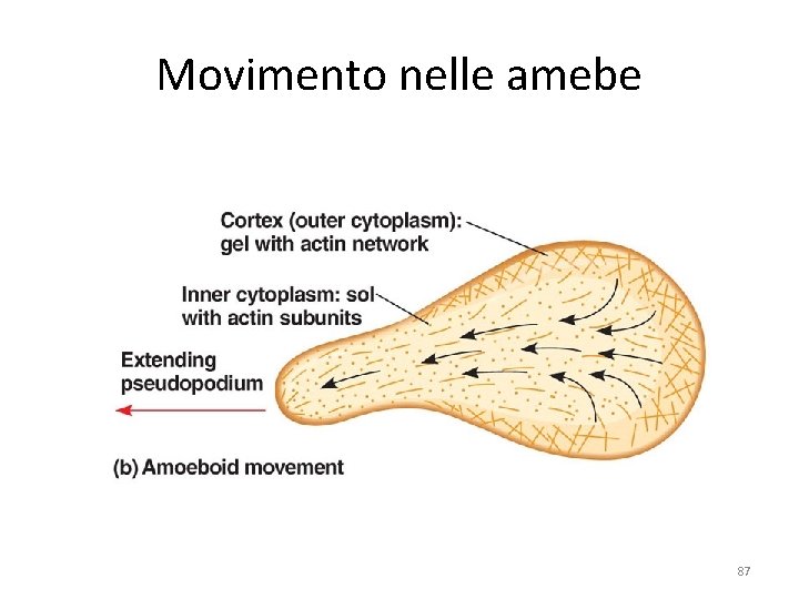 Movimento nelle amebe 87 Movimento nelle amebe 87