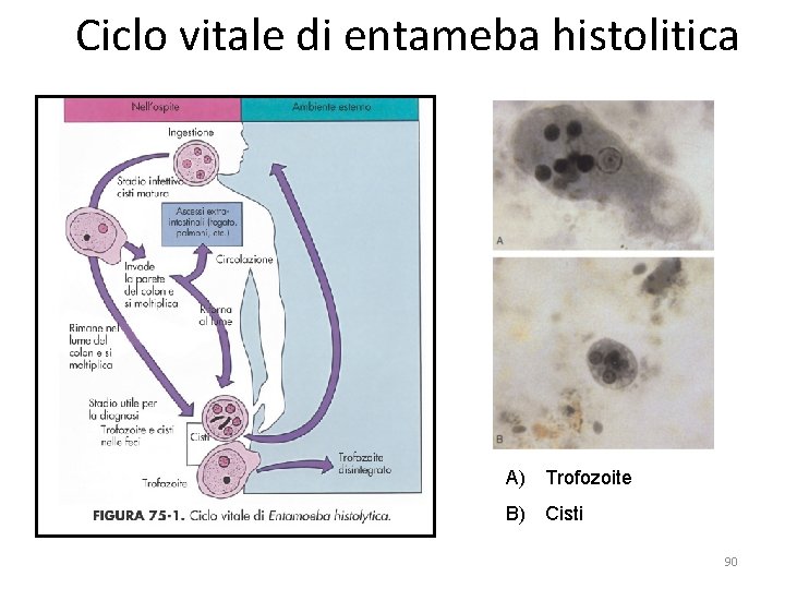 Ciclo vitale di entameba histolitica A) Trofozoite B) Cisti 90 Ciclo vitale di entameba histolitica A) Trofozoite B) Cisti 90