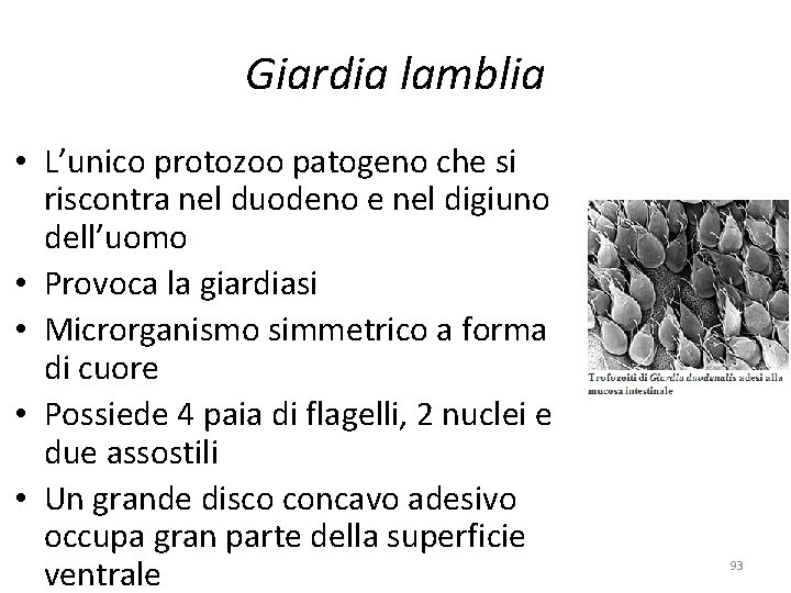 Giardia lamblia • L’unico protozoo patogeno che si riscontra nel duodeno e nel digiuno Giardia lamblia • L’unico protozoo patogeno che si riscontra nel duodeno e nel digiuno