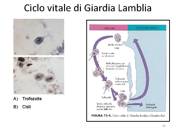 Ciclo vitale di Giardia Lamblia A) Trofozoite B) Cisti 94 Ciclo vitale di Giardia Lamblia A) Trofozoite B) Cisti 94