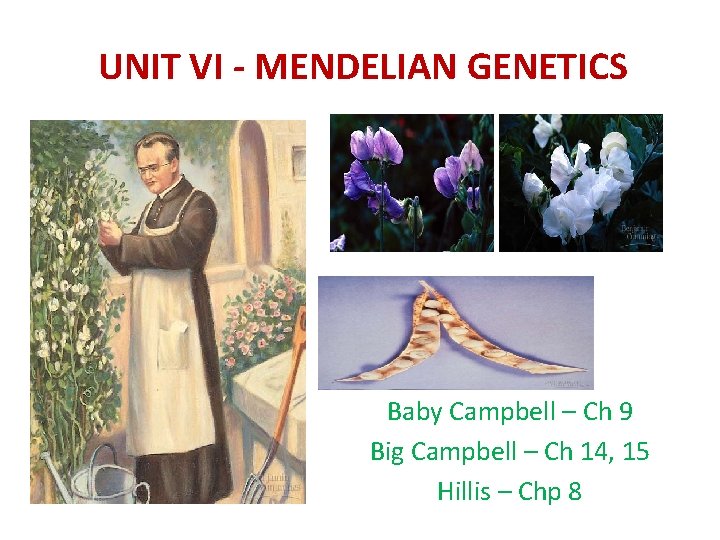 UNIT VI - MENDELIAN GENETICS Baby Campbell – Ch 9 Big Campbell – Ch