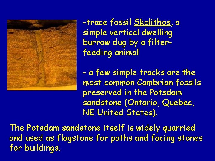 -trace fossil Skolithos, a simple vertical dwelling burrow dug by a filterfeeding animal -