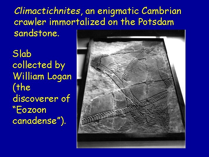 Climactichnites, an enigmatic Cambrian crawler immortalized on the Potsdam sandstone. Slab collected by William