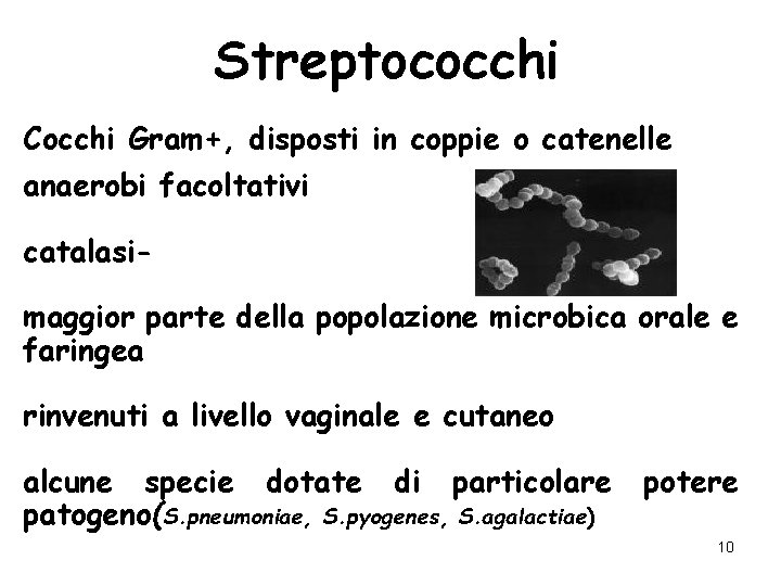 Streptococchi Cocchi Gram+, disposti in coppie o catenelle anaerobi facoltativi catalasi maggior parte della