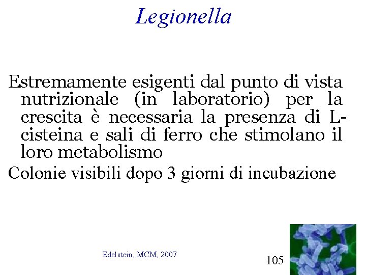 Legionella Estremamente esigenti dal punto di vista nutrizionale (in laboratorio) per la crescita è