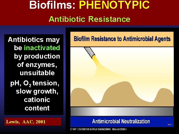 Biofilms: PHENOTYPIC Antibiotic Resistance Antibiotics may be inactivated by production of enzymes, unsuitable p.