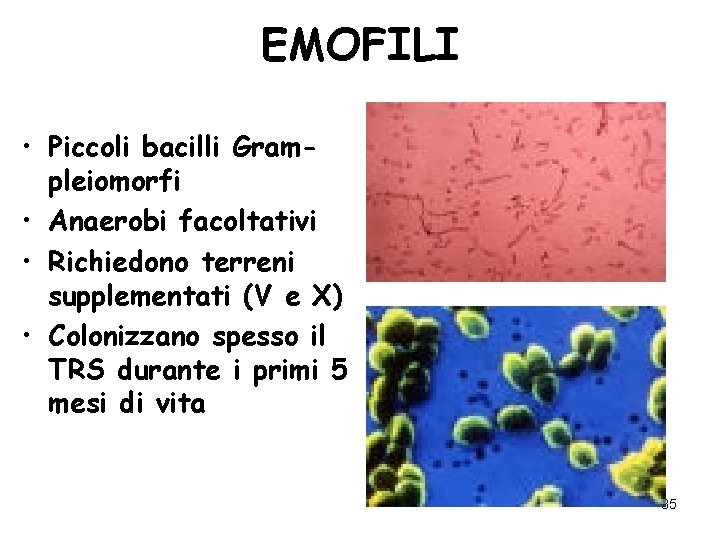 EMOFILI • Piccoli bacilli Grampleiomorfi • Anaerobi facoltativi • Richiedono terreni supplementati (V e