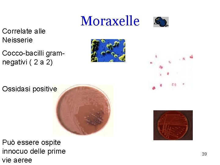 Correlate alle Neisserie Moraxelle Cocco-bacilli gramnegativi ( 2 a 2) Ossidasi positive Può essere