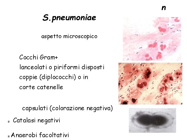 S. pneumoniae aspetto microscopico n a Cocchi Gram+ lanceolati o piriformi disposti coppie (diplococchi)