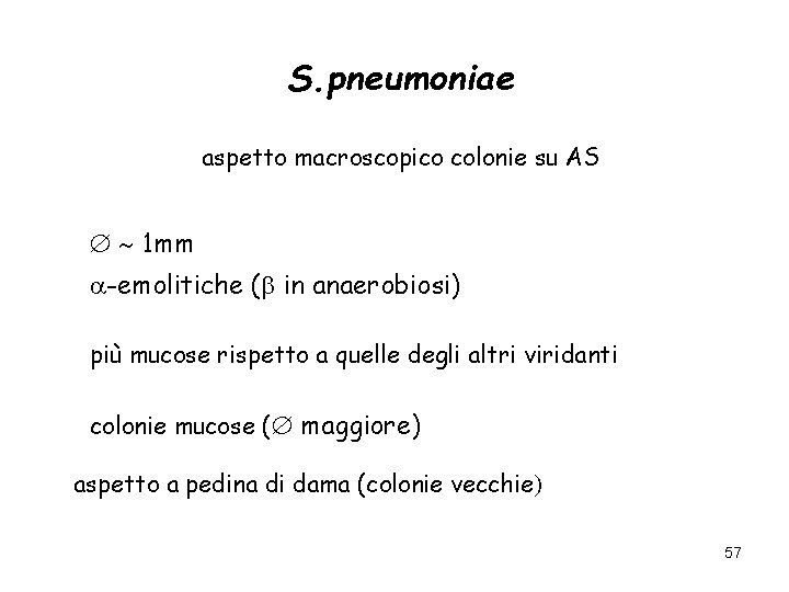 S. pneumoniae aspetto macroscopico colonie su AS 1 mm -emolitiche ( in anaerobiosi) più