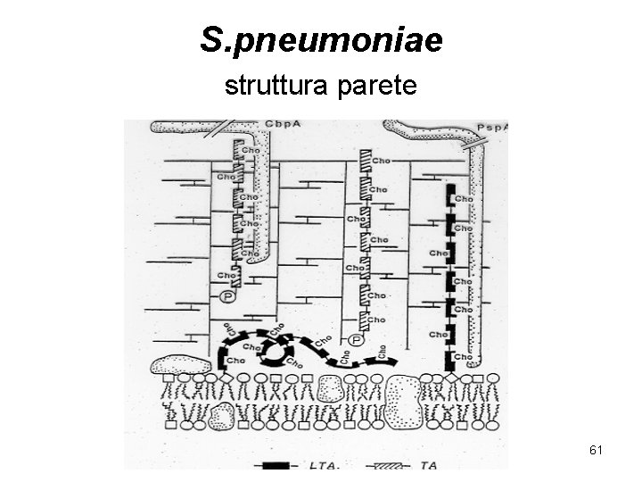 S. pneumoniae struttura parete 61 