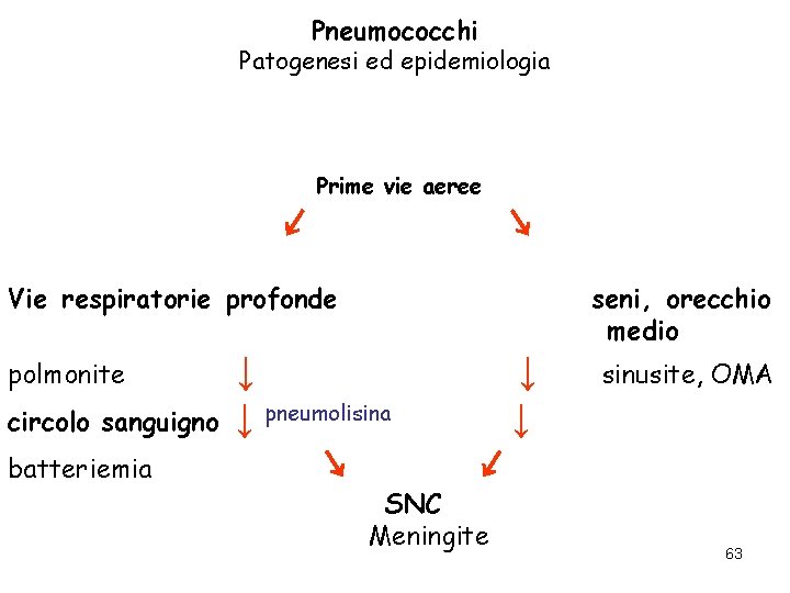 Pneumococchi Patogenesi ed epidemiologia Prime vie aeree ↙ ↘ Vie respiratorie profonde polmonite circolo