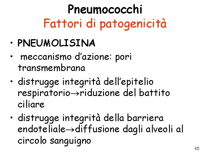 Pneumococchi Fattori di patogenicità • PNEUMOLISINA • meccanismo d’azione: pori transmembrana • distrugge integrità
