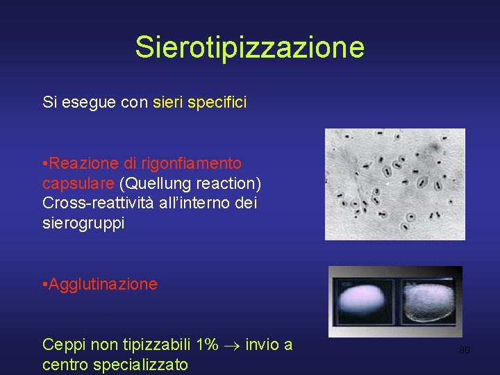 Sierotipizzazione Si esegue con sieri specifici • Reazione di rigonfiamento capsulare (Quellung reaction) Cross-reattività