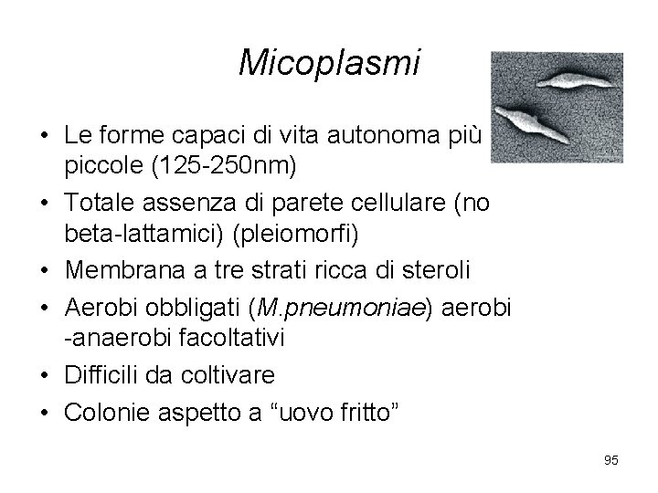 Micoplasmi • Le forme capaci di vita autonoma più piccole (125 -250 nm) •