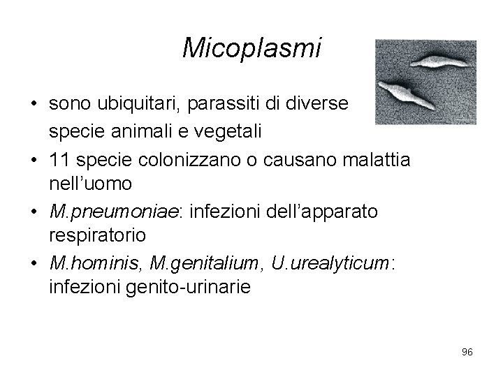 Micoplasmi • sono ubiquitari, parassiti di diverse specie animali e vegetali • 11 specie
