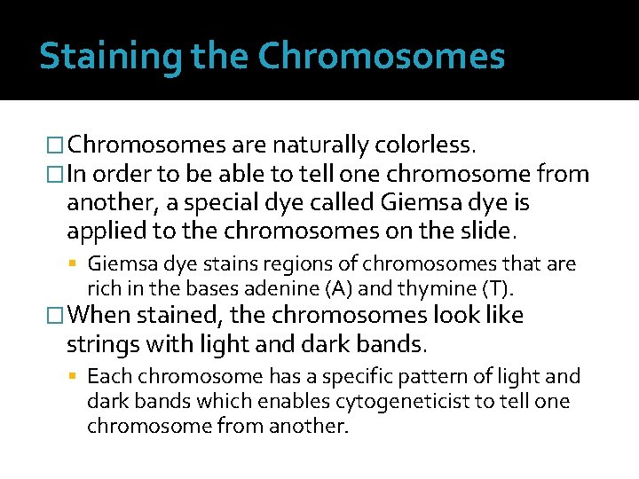 Staining the Chromosomes �Chromosomes are naturally colorless. �In order to be able to tell