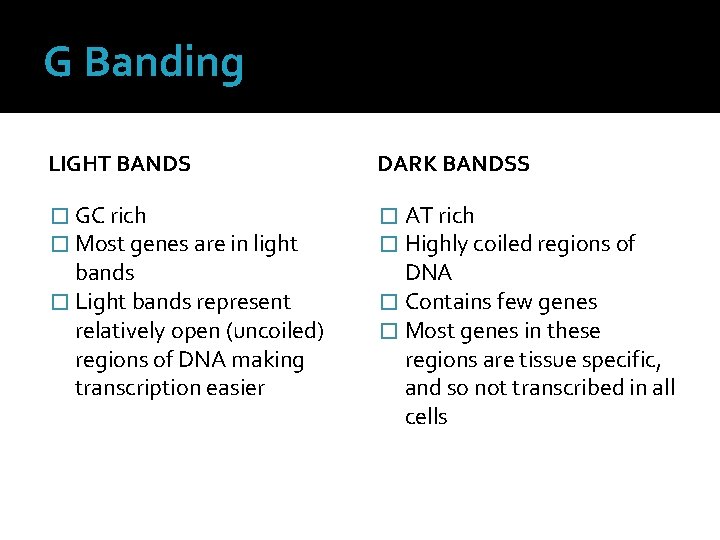 G Banding LIGHT BANDS DARK BANDSS � GC rich � Most genes are in