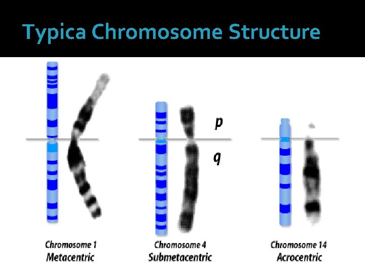 Typica Chromosome Structure 