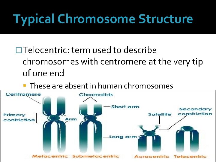 Typical Chromosome Structure �Telocentric: term used to describe chromosomes with centromere at the very