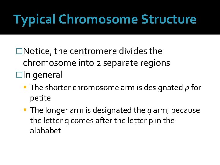 Typical Chromosome Structure �Notice, the centromere divides the chromosome into 2 separate regions �In