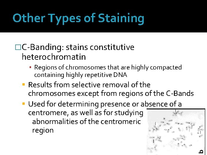 Other Types of Staining �C-Banding: stains constitutive heterochromatin ▪ Regions of chromosomes that are