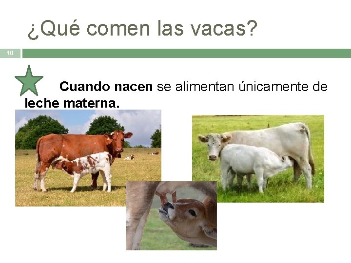 ¿Qué comen las vacas? 10 Cuando nacen se alimentan únicamente de leche materna. 