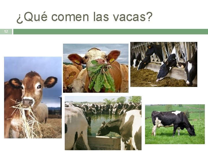 ¿Qué comen las vacas? 12 