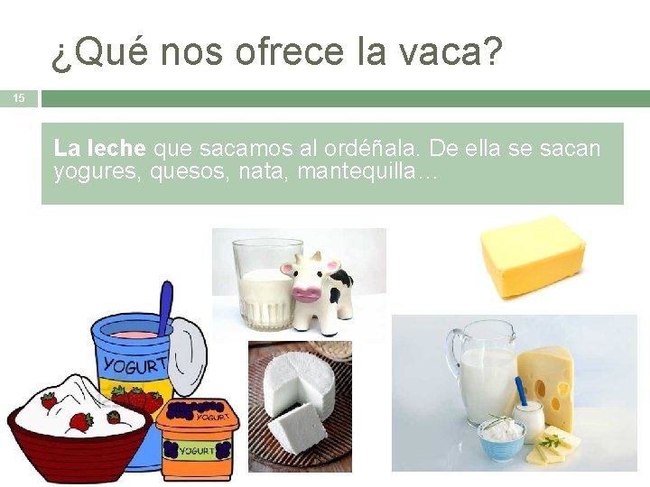 ¿Qué nos ofrece la vaca? 15 La leche que sacamos al ordéñala. De ella