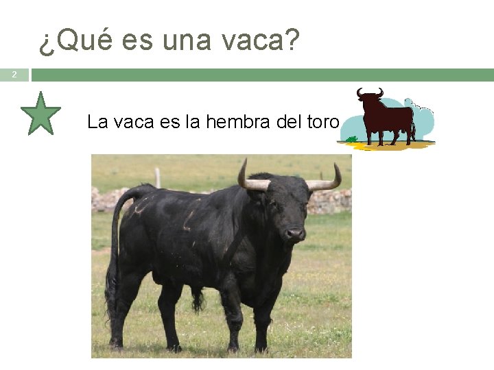 ¿Qué es una vaca? 2 La vaca es la hembra del toro 