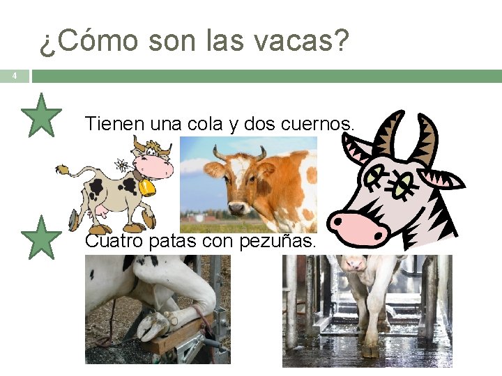 ¿Cómo son las vacas? 4 Tienen una cola y dos cuernos. Cuatro patas con