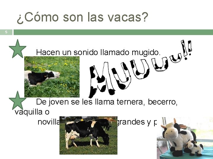 ¿Cómo son las vacas? 5 Hacen un sonido llamado mugido. De joven se les