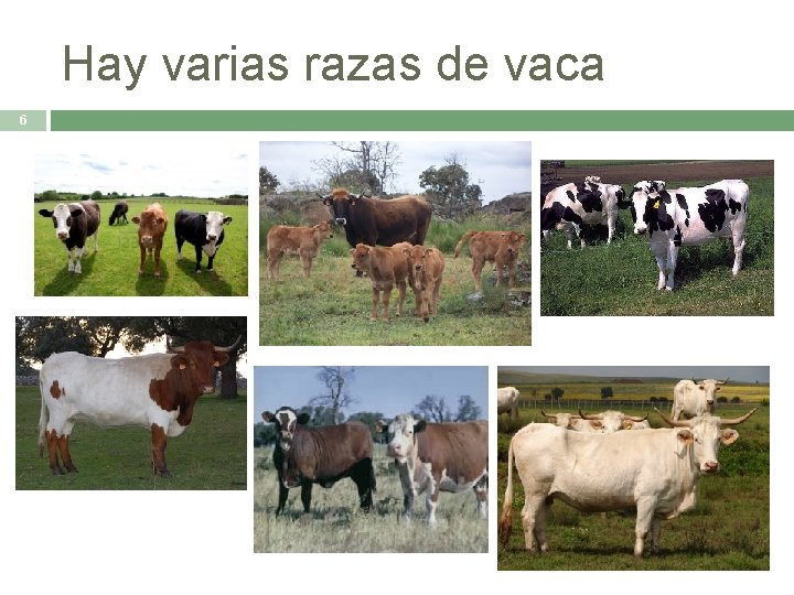 Hay varias razas de vaca 6 