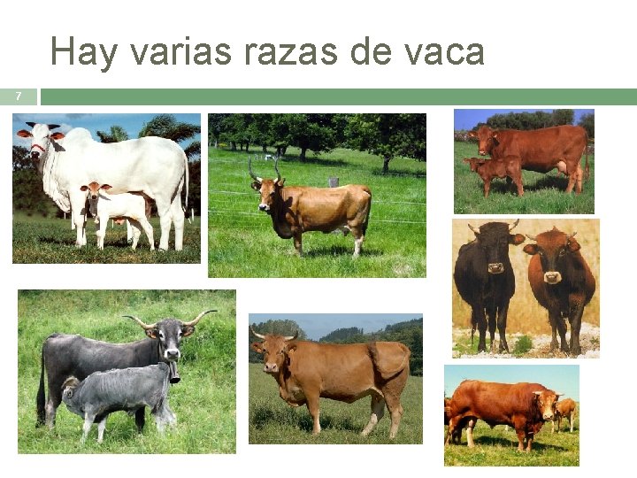 Hay varias razas de vaca 7 