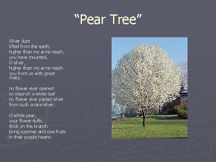 “Pear Tree” Silver dust lifted from the earth, higher than my arms reach, you
