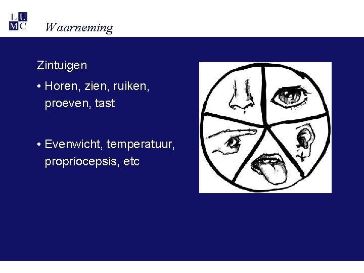 Waarneming Zintuigen • Horen, zien, ruiken, proeven, tast • Evenwicht, temperatuur, propriocepsis, etc 