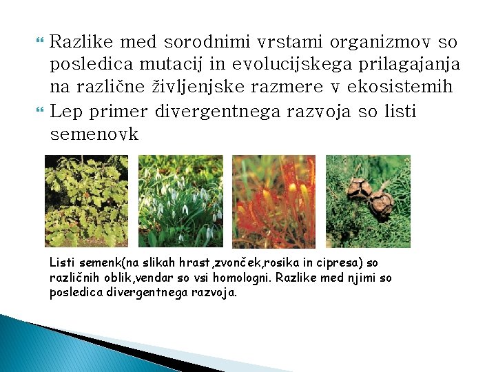  Razlike med sorodnimi vrstami organizmov so posledica mutacij in evolucijskega prilagajanja na različne