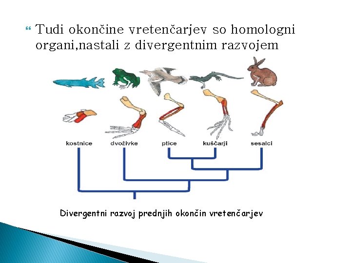  Tudi okončine vretenčarjev so homologni organi, nastali z divergentnim razvojem Divergentni razvoj prednjih